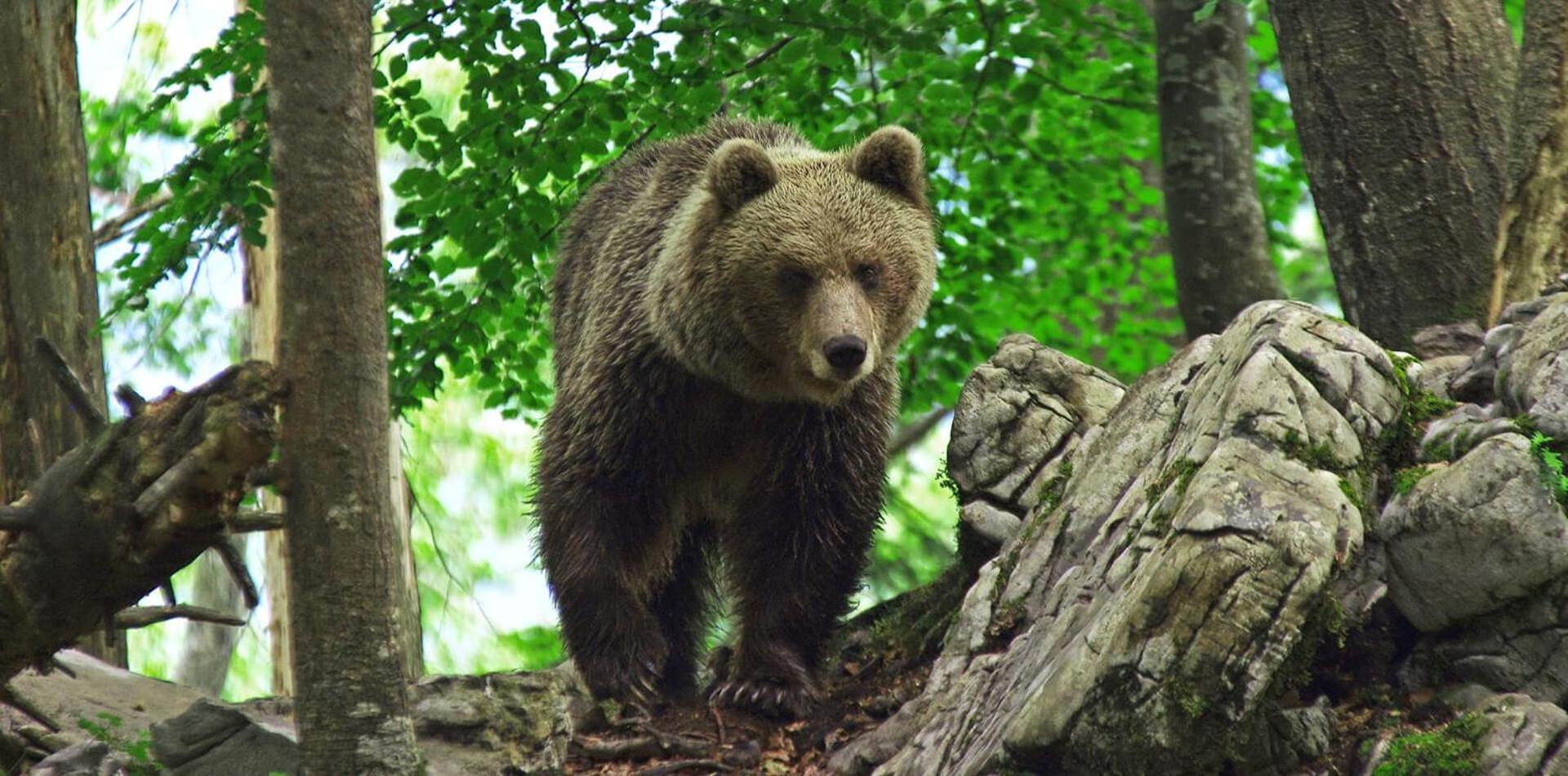 Cherry House - Cosy House - Ideal For Bear Watching, In The Neighborhood Of The Medieval Sneznik Castle Stari Trg pri Lozu Exteriér fotografie